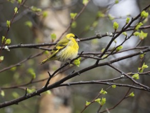 Eurasian siskin (Carduelis spinus), male on branch of Hairy Birch tree (Betula pubescens), May,