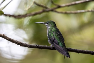 Green-crowned brilliant (Heliodoxa jacula) sitting on a branch, Monteverde Cloud Forest, Monte