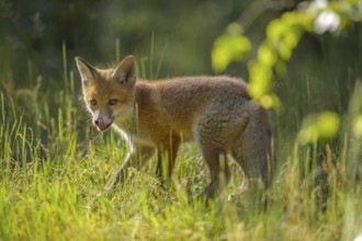 Red fox (Vulpes vulpes), young fox standing in a meadow and looking curiously, summer, Hesse,