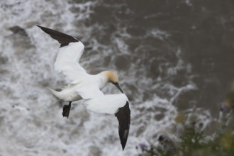 Northern gannet (Morus bassanus) adult bird in flight over the sea, Yorkshire, England, United