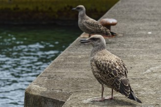 Two seagulls standing on a concrete pier by the sea, with calm water in the background, Caloura