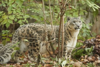 Snow leopard (Panthera uncia syn. Uncia uncia) in an autumn forest, captive