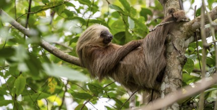 Hoffmann's two-toed sloth (Choloepus hoffmanni) on a branch, Cahuita National Park, Costa Rica,