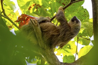 Hoffmann's two-toed sloth (Choloepus hoffmanni) on a branch, Cahuita National Park, Costa Rica,