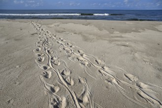 Turtle track on the beach, Loango National Park, Parc National de Loango, Ogooué-Maritime Province,