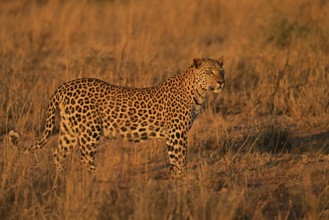 Leopard (Panthera pardus), in the soft evening light in the savannah, Okonjima Game Farm, Namibia,
