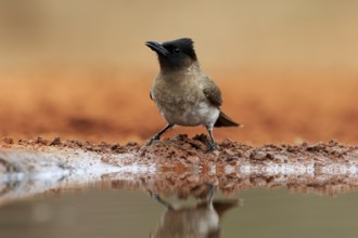 Grey bulbul (Pycnonotus barbatus), adult, at the water, Kruger National Park, Kruger National Park,