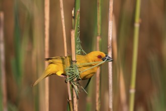 Eastern golden weaver (Ploceus subaureus), adult, male, starts nesting, Saint Lucia Estuary,