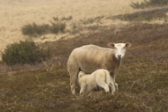 Sheep suckling lambs in the tundra, Lapland, Northern Norway, Norway, Scandinavia, Europe