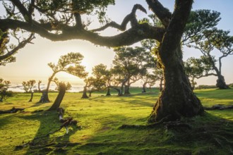 Centuries-old til trees in fantastic magical idyllic Fanal Laurisilva forest on sunset. Madeira