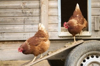 Two brown chickens walking down a ramp from a wooden coop, Chicken (Gallus domesticus), Austria,