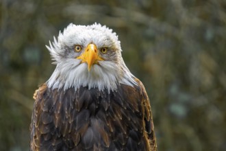 Bald eagle (Haliaeetus leucocephalus), portrait, facial expression