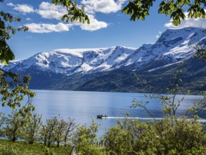 Boat on the fjord, view of snow-covered mountains, fjord and apple trees in bloom, spring,