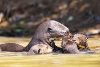Giant otter (Pteronura brasiliensis) Pantanal Brazil