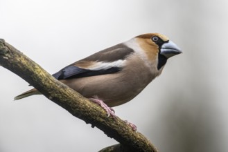 Hawfinch (Coccothraustes coccothraustes), Emsland, Lower Saxony, Germany, Europe