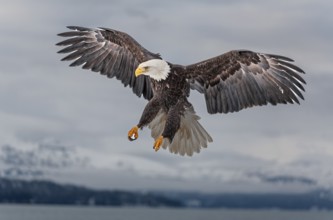 Bald eagle, Haliaeetus leucocephalus, flying, adult, winter, Homer, Alaska, USA, North America