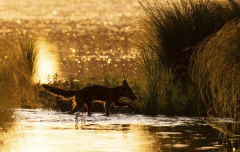 Red fox (Vulpes vulpes), morning light, backlight, water, Lower Austria