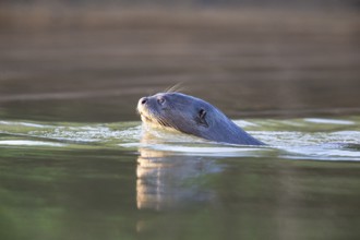 Giant otter (Pteronura brasiliensis) Pantanal Brazil