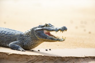 Spectacled caiman (Caiman crocodilius) Panatanal Brazil