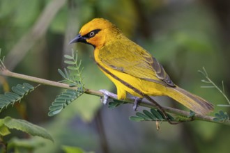 Spectacled weaver (Ploceus ocularis) Masai Mara Kenya