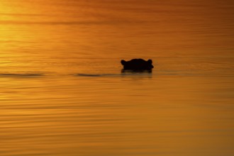 Hippo (Hippopotamus amphibius) head portrait silhouette on water surface. Hippopotamus is