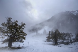Misty mountain meadow landscape with snow-covered trees and an overcast sky. Hike to the