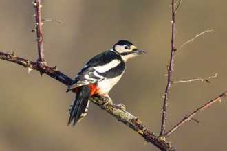 Great spotted woodpecker (Dendrocopus major) ml Germany