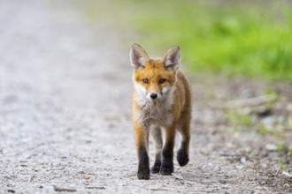 Fox (Vulpes vulpes) puppy Germany