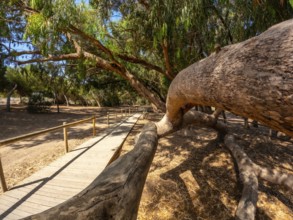 Scenic wooden walkway winding through a tranquil eucalyptus forest, inviting exploration of the