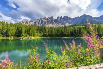 Alpine landscape reflecting in the emerald waters of lake carezza, adorned with pink flowers and