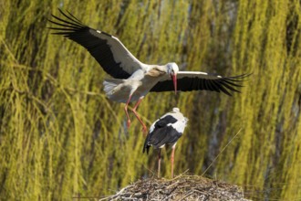 A stork flies to another stork in the nest with a background of willow branches, white stork
