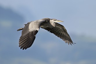 Grey heron (Ardea cinerea), in flight, Canton Zug, Switzerland, Europe