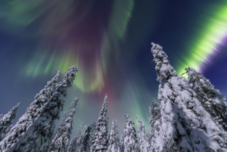 Northern lights, Aurora borealis over snow covered spruce trees on the taiga in winter at night,