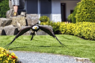 Bald eagle (Haliaeetus leucocephalus) flying, captive, bird park, demonstration at the Berlebeck