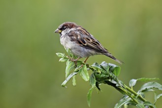 House sparrow (Passer domesticus), male, sitting on a branch, Switzerland, Europe