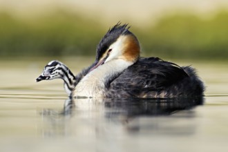 Great Crested Grebe (Podiceps Scalloped ribbonfish), with chicks in plumage swimming in the water,