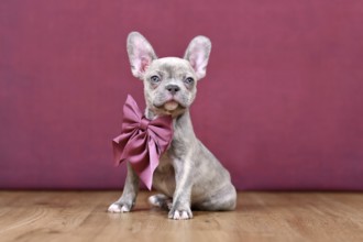 Young Lilac Brindle French Bulldog dog puppy with healthy long nose and ribbon in front of studio