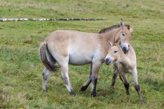 Przewalski's horse (Equus przewalski) capive Germany
