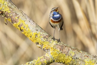 Bluethroat (Luscinia svecica cyanecula) Male Germany
