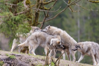 A pack of grey wolves (Canis lupus lupus) playing on a hill and showing social behaviour