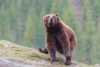 A young male Eurasian brown bear (Ursus arctos arctos) makes a fast U-turn on a hilltop