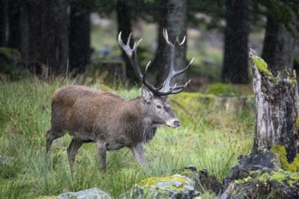 Red deer (Cervus elaphus) Rutting behaviour captive Germany