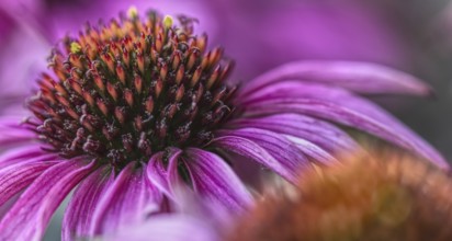 Close-up of a purple coneflower (Echinacea flower) with prominent flower centre, Siegen, North