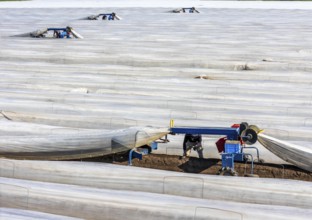 DefaultAsparagus harvest on the Lower Rhine, near Wesel, asparagus field under thermo foil, for