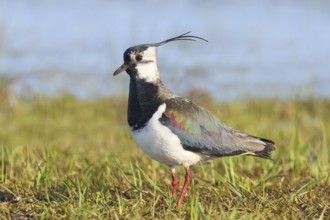 Lapwing (Vanellus vanellus) adult bird foraging in wet meadow, wildlife, animals, birds, plover