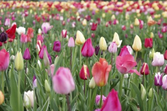 Tulips (Tulipa), tulip bed, colourful, closed flower-bed, red, yellow, A flower bed with many