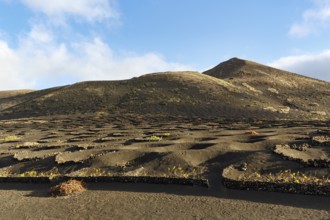 Viticulture on volcanic soil, Lapilli, typical landscape with volcanic mountains, La Geria,