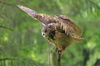 Eurasian Eagle-owl (Bubo bubo), adult, perch, soaring, in summer, Wisdom, Šumava, Czech Republic,