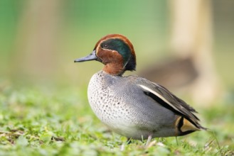 Eurasian teal (Anas crecca) male walking on a meadow, Bavaria, Germany, Europe