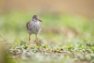 Common redshank (Tringa totanus) walking on a meadow, Bavaria, Germany, Europe
